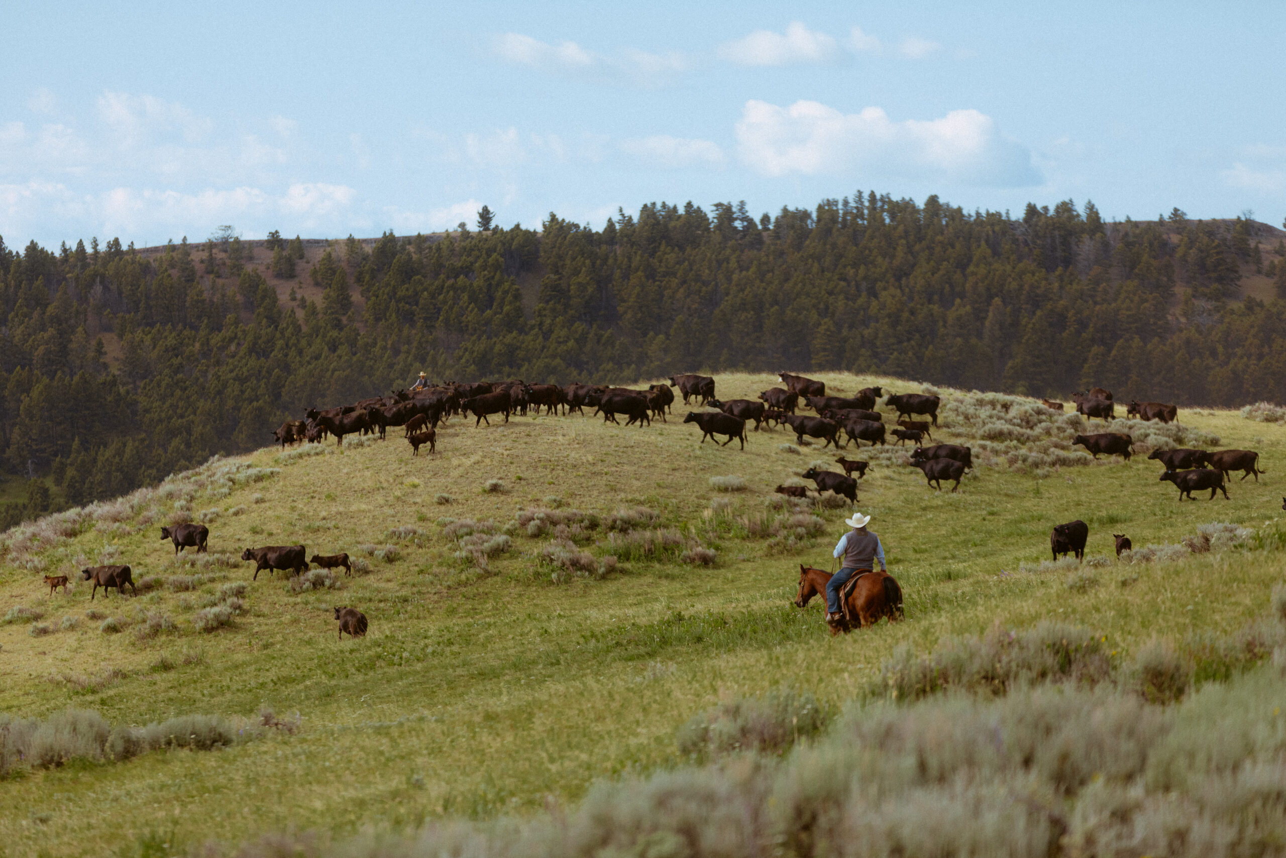 AgriCapture and 4 Diamond Ranch Partner to Protect and Improve Montana Grasslands