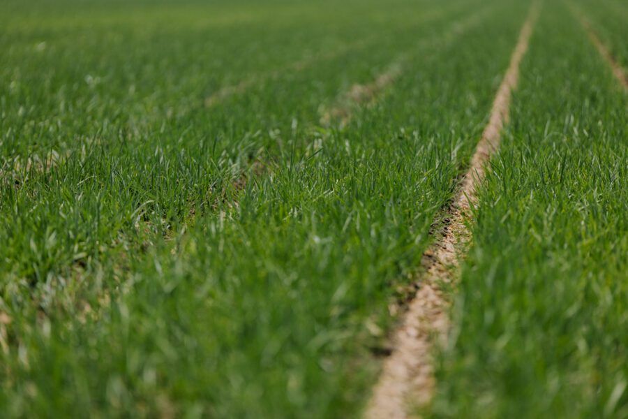 Rethinking Rice: Unveiling the Benefits of Climate-Friendly Rice ...